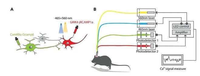 神经环路应用（4）：在体双色光纤记录案例解析(图1)